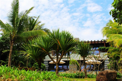 巨螯蟹(日本蜘蛛蟹)（日本巨型蜘蛛蟹吃人）